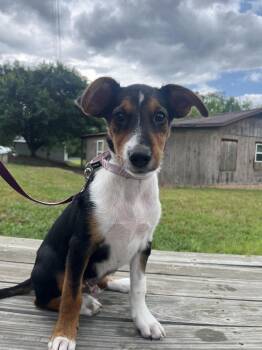 Elian -  Terrier Dog for Adoption in Candler, North Carolina - Elian | PetCurious