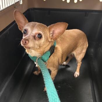 Chihuahua Dogs Available for Adoption - Mia | PetCurious
