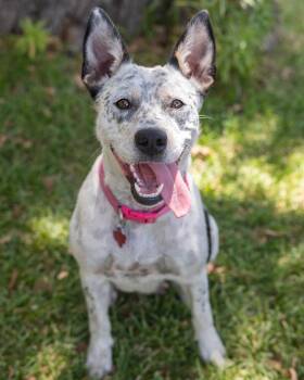 Freya -  Australian Cattle Dog Blue Heeler Dog for Adoption in Pflugerville, Texas - Freya | PetCurious