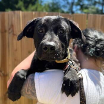 Dave -  Mixed Breed Dog for Adoption in Fredericksburg, Virginia - Dave | PetCurious