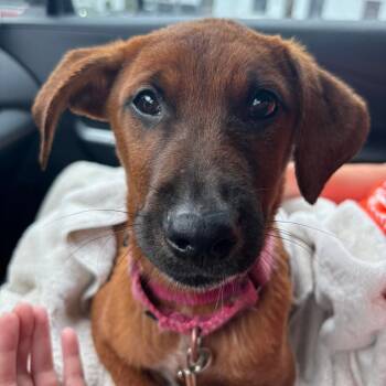 Rescue Mixed Breed Dogs for Adoption in Fredericksburg, Virginia - Vici | PetCurious