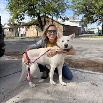 German Shepherd Dog and Siberian Husky Dogs Available for Adoption in New Orleans, Louisiana - Icha | PetCurious