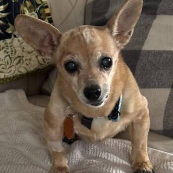 Chiweenie Dogs Available for Adoption - Piper - Only 6lbs!! | PetCurious