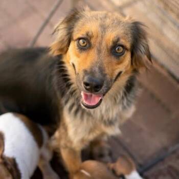 Collie Dogs Available for Adoption in Wake Forest, North Carolina - Hurricane | PetCurious