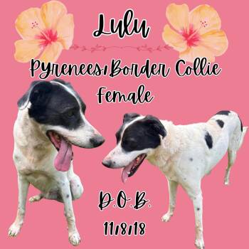 Lulu -  Great Pyrenees and Border Collie Dog for Adoption in Caldwell, Texas - Lulu | PetCurious