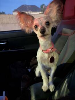 POPPY S -  Silky Terrier Dog for Adoption in Katy, Texas - POPPY S | PetCurious