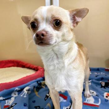 Sammie -  Chihuahua Dog for Adoption in Lyndhurst, Virginia - Sammie | PetCurious