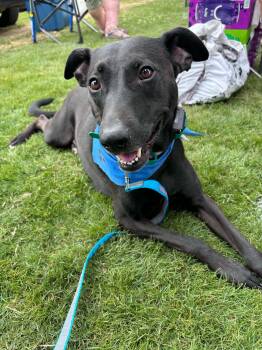 Charli -  Shepherd Dog for Adoption in Alameda, California - Charli | PetCurious