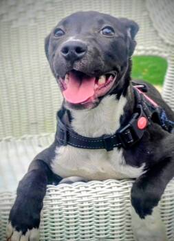 Rescue Labrador Retriever and American Bulldog Dogs for Adoption in Gainesville, Georgia - Greta | PetCurious