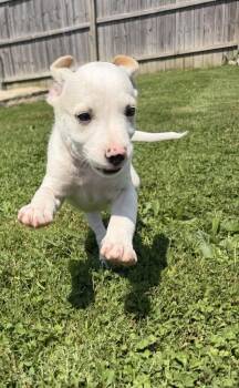 Delaware : Kenton -  Jack Russell Terrier and Mixed Breed Dog for Adoption in Aurora, Indiana - Delaware : Kenton | PetCurious