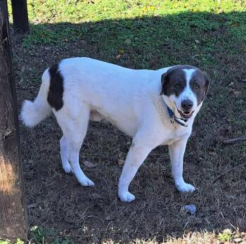 Rescue Great Pyrenees and Mixed Breed Dogs for Adoption in Lawrenceburg, Kentucky - Big Boy | PetCurious