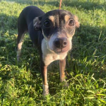 Ollie -  Jack Russell Terrier Dog for Adoption in Winnie, Texas - Ollie | PetCurious