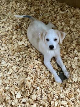 SYDNEY -  Great Pyrenees Dog for Adoption in Fosters, Alabama - SYDNEY | PetCurious