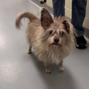 Moe -  Mixed Breed Dog Available for Adoption in Asheville, North Carolina - Moe | PetCurious