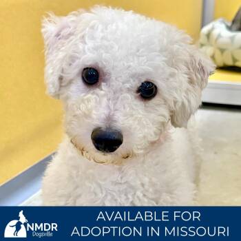 Kash (AG26-19) -  Bichon Frise Dog for Adoption in Peyton, Colorado - Kash (AG26-19) | PetCurious