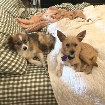 Little Baby -  Terrier and Mixed Breed Dog for Adoption in San Francisco, California - Little Baby | PetCurious