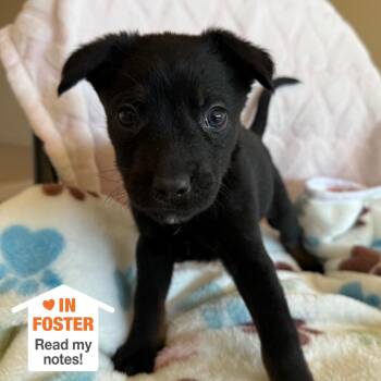 Labrador Retriever Dogs Available for Adoption in Kanab, Utah - Mappy | PetCurious