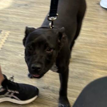 Logan -  Pit Bull Terrier and Australian Cattle Dog Blue Heeler Dog for Adoption in Hinesville, Georgia - Logan | PetCurious