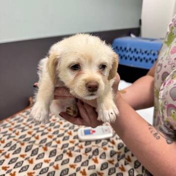 Penny Pig -  Maltese Dog for Adoption in Chico, California - Penny Pig | PetCurious