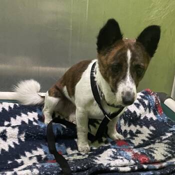 Brisket - Stray Hold Up 8/26 -  Terrier and Chihuahua Dog for Adoption in Spokane, Washington - Brisket - Stray Hold Up 8/26 | PetCurious