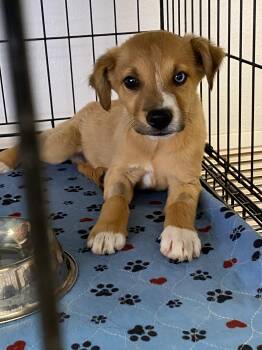 Rescue Australian Shepherd and Mixed Breed Dogs for Adoption in Fort Collins, Colorado - James | PetCurious