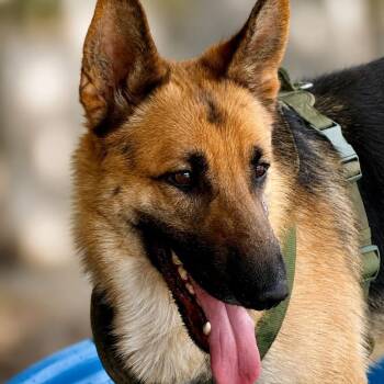 German Shepherd Dog and Mixed Breed Dogs Available for Adoption in Wadena, Minnesota - Milo | PetCurious