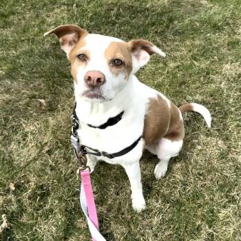 Clover -  Terrier Dog for Adoption - Clover | PetCurious