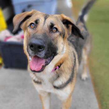 Keno D11903 -  German Shepherd Dog and Shepherd Dog for Adoption - Keno D11903 | PetCurious
