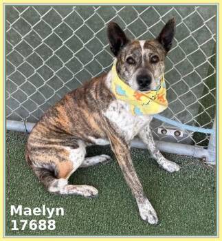 Australian Cattle Dog Blue Heeler and Boxer Dogs Available for Adoption - MAELYN | PetCurious