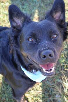 Rescue Mixed Breed Dogs for Adoption in Columbia, Tennessee - Katy | PetCurious