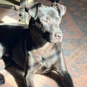 Panther -  Pit Bull Terrier and Catahoula Leopard Dog Dog for Adoption in Dallas, Texas - Panther | PetCurious