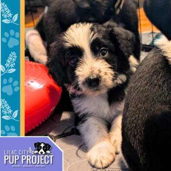 Rescue Mixed Breed and Poodle Dogs for Adoption in Spokane, Washington - Pumpkin Pie | PetCurious