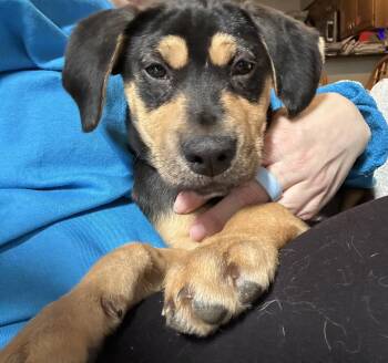 Hound Dogs Available for Adoption in Monticello, New York - Daisy | PetCurious