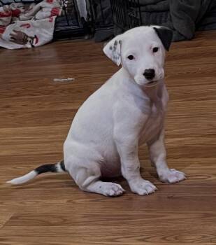 Poet -  Mixed Breed Dog for Adoption - Poet | PetCurious
