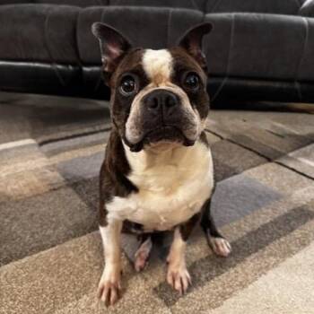 Tiana in IA -  Boston Terrier Dog for Adoption - Tiana In IA | PetCurious
