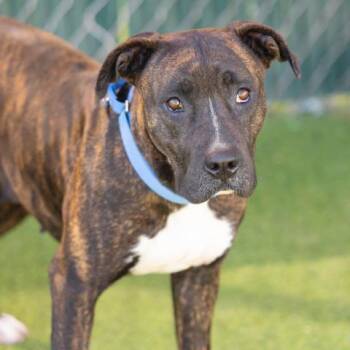 Pit Bull Terrier and Mixed Breed Dogs Available for Adoption in Camarillo, California - KENDALL | PetCurious