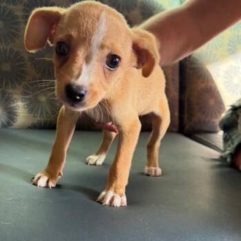 SoPhea -  Chihuahua and Mixed Breed Dog for Adoption in Hohenwald, Tennessee - SoPhea | PetCurious