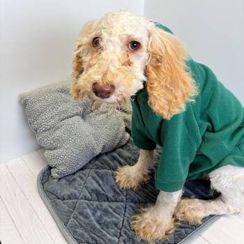 Poodle Dogs Available for Adoption in Dayton, Ohio - Milo | PetCurious