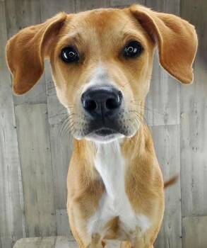 Rescue Labrador Retriever and Mixed Breed Dogs for Adoption in Shreveport, Louisiana - Goofy | PetCurious