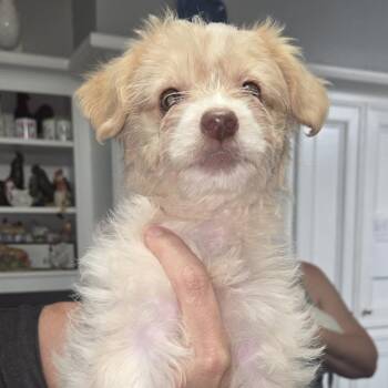 Chihuahua and Mixed Breed Dogs Available for Adoption in Montgomery, Texas - Clarrise | PetCurious