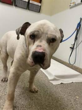 Stash -  American Staffordshire Terrier Dog for Adoption in Vancouver, Washington - Stash | PetCurious