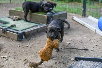 Mixed Breed Dogs Available for Adoption in Bonifay, Florida - Moxi (Coming Soon) | PetCurious