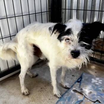 Rescue Jack Russell Terrier Dogs for Adoption in Sonoma, California - Snoopy | PetCurious