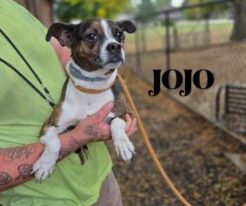 Rescue Boston Terrier Dogs for Adoption in Marion, Indiana - Jojo | PetCurious