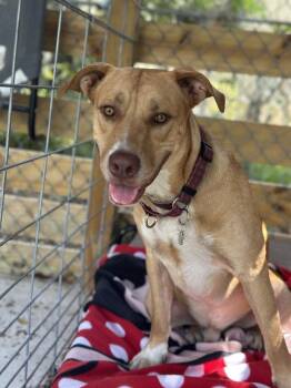 Iowa -  Labrador Retriever and Black Mouth Cur Dog for Adoption in Lakeland, Florida - Iowa | PetCurious