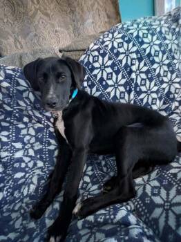 Labrador Retriever Dogs Available for Adoption - Luke | PetCurious