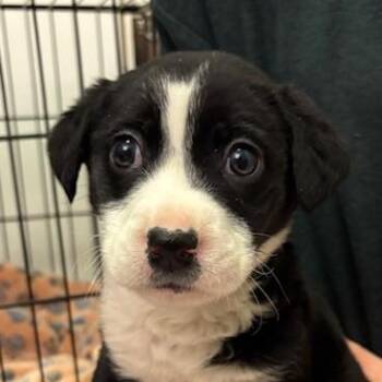 Retriever and Mixed Breed Dogs Available for Adoption - Rory | PetCurious