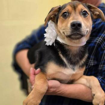 German Shepherd Dog Dogs Available for Adoption in Colonial Heights, Virginia - Spaghetti | PetCurious