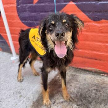 This & That -  Spaniel Dog for Adoption in New York, New York - This & That | PetCurious