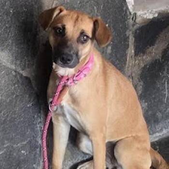 Ruby -  Beagle Dog for Adoption in San Diego, California - Ruby | PetCurious